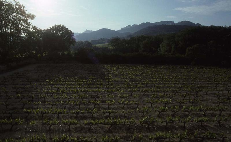France 97 Vineyard at Sunrise.jpg